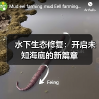 水下生态修复:开启未知海底的新篇章(图4) 水下生态修复:开启未知海底的新篇章(图4)