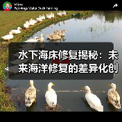 水下海床修复揭秘:未来海洋修复的差异化创新之路(图4) 水下海床修复揭秘:未来海洋修复的差异化创新之路(图4)