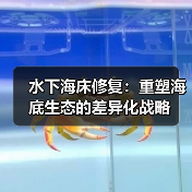 水下海床修复:重塑海底生态的差异化战略 水下海床修复:重塑海底生态的差异化战略