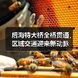 后海特大桥全桥贯通，区域交通迎来新动脉（图3）