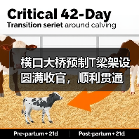 横口大桥预制T梁架设圆满收官，顺利贯通（图4）
