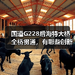 国道G228后海特大桥全桥贯通，有哪些创新技术？（图2）