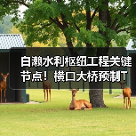 白濑水利枢纽工程关键节点！横口大桥预制T梁贯通（图3）