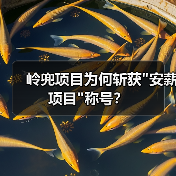 岭兜项目为何斩获