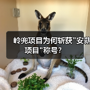 岭兜项目为何斩获