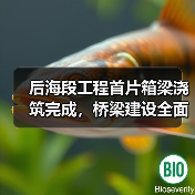 后海段工程首片箱梁浇筑完成,桥梁建设全面展开! 后海段工程首片箱梁浇筑完成,桥梁建设全面展开!