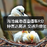 海沧疏港通道通车8分钟直达高速 交通升级如何改变出行效率?(图4) 海沧疏港通道通车8分钟直达高速 交通升级如何改变出行效率?(图4)